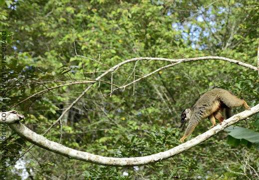 Eulemur fulvus