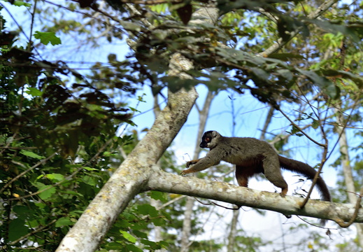 Eulemur fulvus