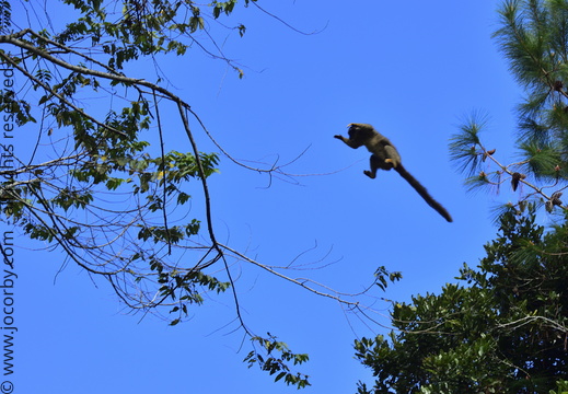 Eulemur fulvus