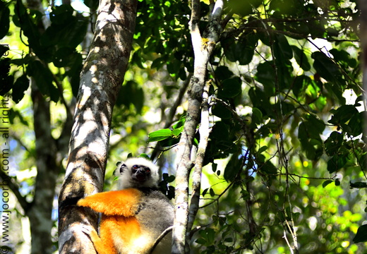 Propithecus diadema