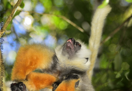 Propithecus diadema