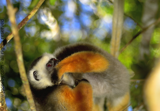 Propithecus diadema