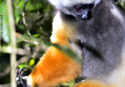 Propithecus diadema