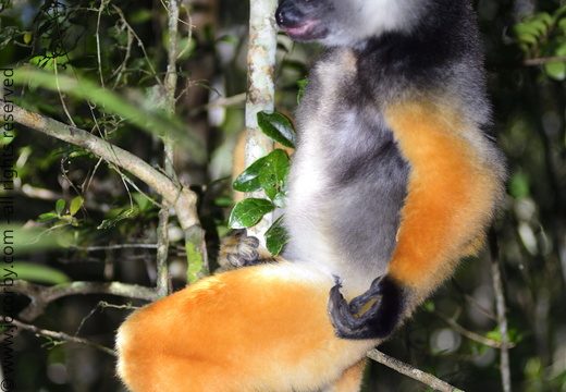 Propithecus diadema