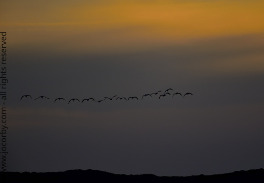 Phoenicopterus roseus 69