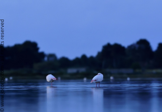 Phoenicopterus roseus pan